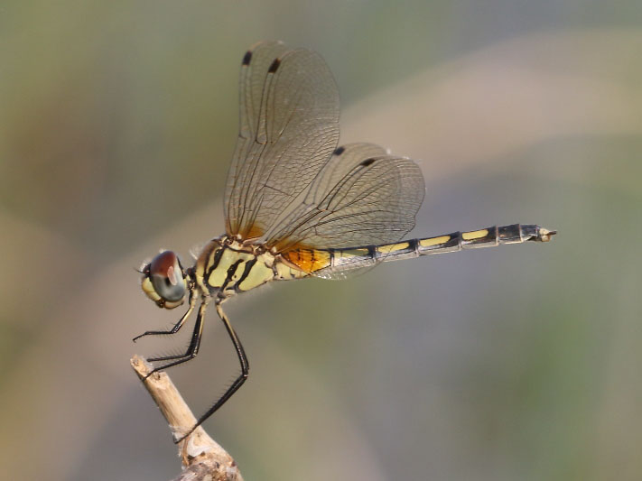 J19_9232 Trithemis pallidinervis female.JPG